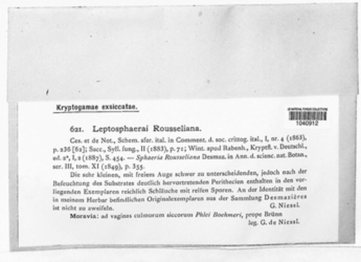 Phaeosphaeria rousseliana image